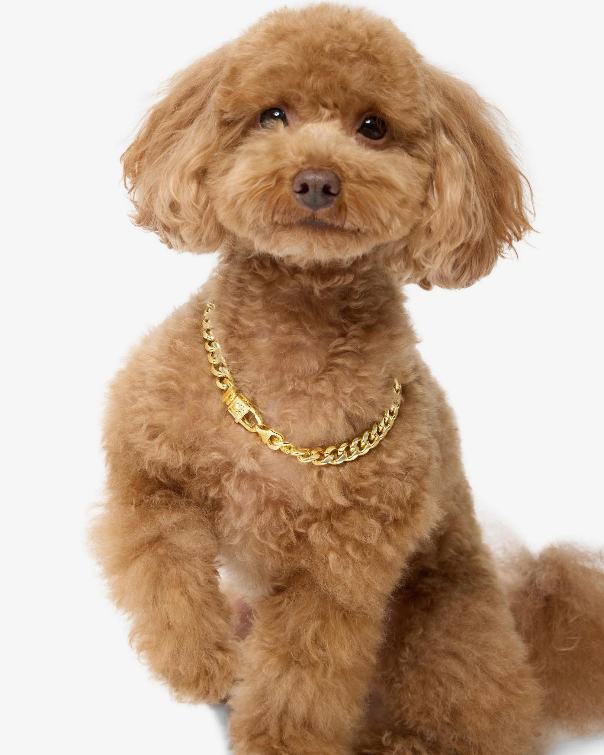 Thor Cuban Chain Pet Necklace 10.8mm - Gold - Image 6
